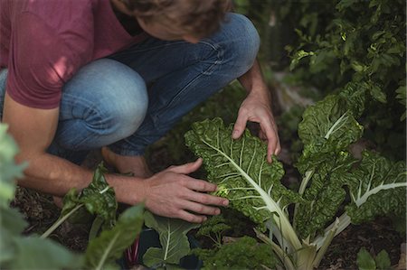 Man cutting lettuce leaves from plant in vegetable garden Stock Photo - Premium Royalty-Free, Code: 6109-08804493