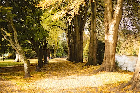 simsearch:6109-08944833,k - Row of trees in the park during day Photographie de stock - Premium Libres de Droits, Code: 6109-08944400