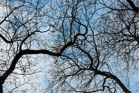 simsearch:6109-08944838,k - Close-up of dead tree against the sky Photographie de stock - Premium Libres de Droits, Code: 6109-08944832