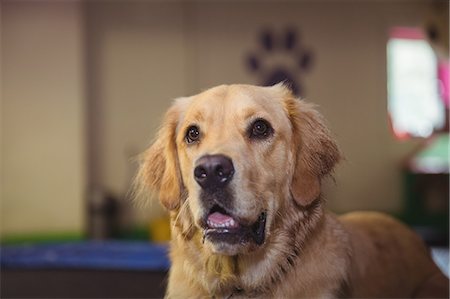 Curious golden retriever Foto de stock - Sin royalties Premium, Código: 6109-08952913