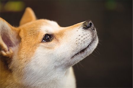 dog collar - Close-up of shiba inu puppy looking up Stock Photo - Premium Royalty-Free, Code: 6109-08952920