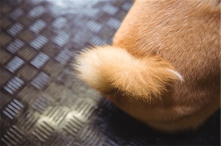 Tail of shiba inu puppy Foto de stock - Sin royalties Premium, Código: 6109-08952922