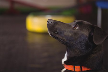 folgsam - Close-up of black beagle dog looking up Photographie de stock - Premium Libres de Droits, Code: 6109-08952924