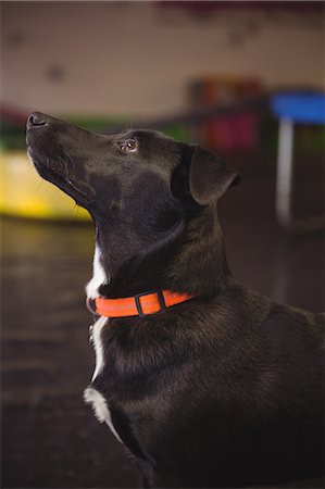 simsearch:400-03931819,k - Close-up of black beagle dog looking up Fotografie stock - Premium Royalty-Free, Codice: 6109-08952925