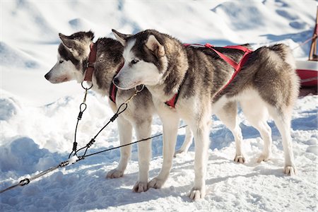 pura raza - Siberian husky dogs waiting for the sledge ride Foto de stock - Sin royalties Premium, Código: 6109-08953017