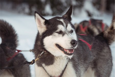 simsearch:400-05888885,k - Siberian dog with harness on neck Foto de stock - Royalty Free Premium, Número: 6109-08953026