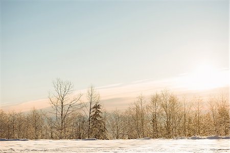 snow covered spruce tree - Snow covered landscape during winter Stock Photo - Premium Royalty-Free, Code: 6109-08953226