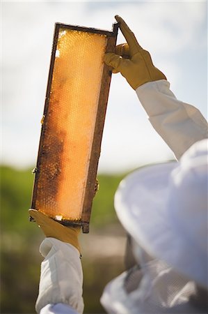 simsearch:6109-08953465,k - Cropped image of male beekeeper examining honey frame at apiary Foto de stock - Royalty Free Premium, Número: 6109-08953456