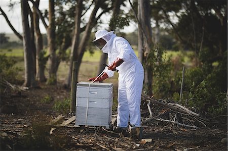 Full length of male beekeeper working on honeycomb at apiary Foto de stock - Sin royalties Premium, Código: 6109-08953462