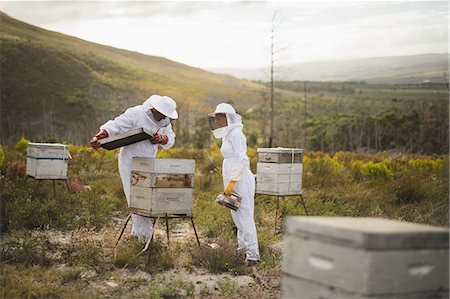 false - Male and female beekeepers examining artificial beehive at apiary Stock Photo - Premium Royalty-Free, Code: 6109-08953431