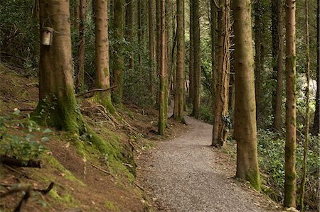 sentier - View of row of trees in the forest Photographie de stock - Premium Libres de Droits, Code: 6109-08953851