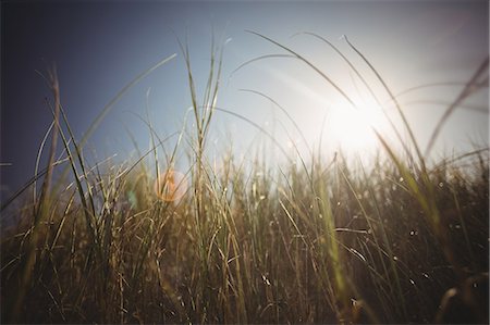 Close-up grass in bright sunlight Foto de stock - Sin royalties Premium, Código: 6109-08929221