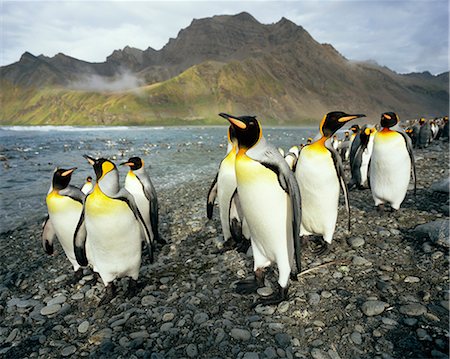 King Penguins, South Georgia Island, Antarctica Photographie de stock - Premium Libres de Droits, Code: 6110-08715143