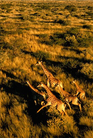 giraffe herd running