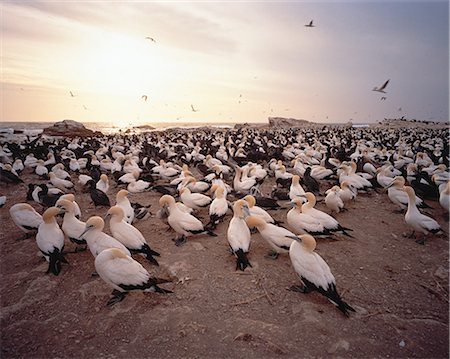 simsearch:700-00164930,k - Flock of Gannets on Rock at Sunset, Lambert's Bay Western Cape, South Africa Foto de stock - Sin royalties Premium, Código: 6110-08715117