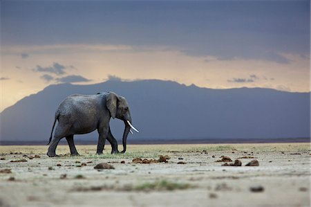 A lone elephant walking in the distance, Amboseli region, Kenya Stock Photo - Premium Royalty-Free, Code: 6110-09101602