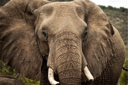 Close-up head view of an elephant, Madikwe Game Reserve Photographie de stock - Premium Libres de Droits, Code: 6110-09101609