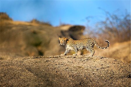 panthère - Leopard walking on a large rock, Jawai, India Photographie de stock - Premium Libres de Droits, Code: 6110-09101613