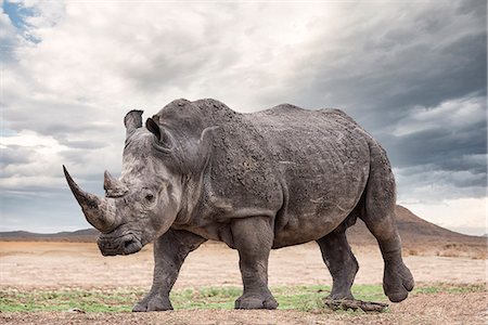 A white rhinoceros, Madikwe Game Reserve Photographie de stock - Premium Libres de Droits, Code: 6110-09101627