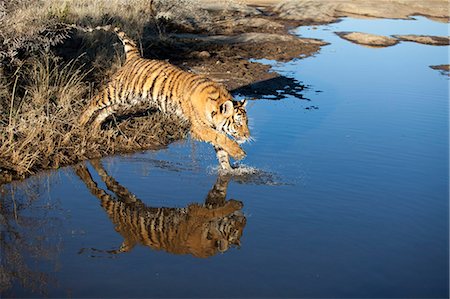 felino - Tiger jumping in water, Ranthanbhore, India Foto de stock - Sin royalties Premium, Código: 6110-09101630