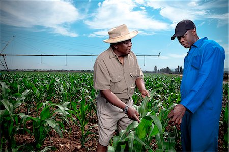 simsearch:873-07156805,k - Black farmer stands in a crop field with his worker examining his crops Photographie de stock - Premium Libres de Droits, Code: 6110-09134239