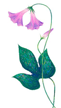 purple spring flowers - Flowering Plant On White Background Stock Photo - Premium Royalty-Free, Code: 6111-06728636