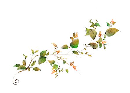 spring leaf - Creeper On White Background Stock Photo - Premium Royalty-Free, Code: 6111-06728990