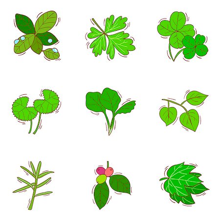 simsearch:6111-06838529,k - Set of various leaf icons Stock Photo - Premium Royalty-Free, Code: 6111-06837157