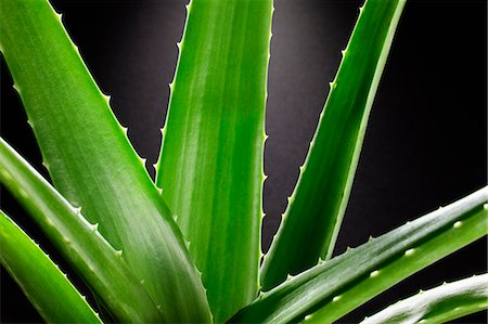 espinoso - Close up of aloe plant Foto de stock - Sin royalties Premium, Código: 6113-06498017