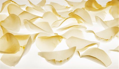 flowers white backgrounds - Close up of white flower petals Stock Photo - Premium Royalty-Free, Code: 6113-06498018