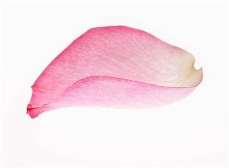 pink roses white background - Close up of pink flower petal Foto de stock - Sin royalties Premium, Código: 6113-06498026