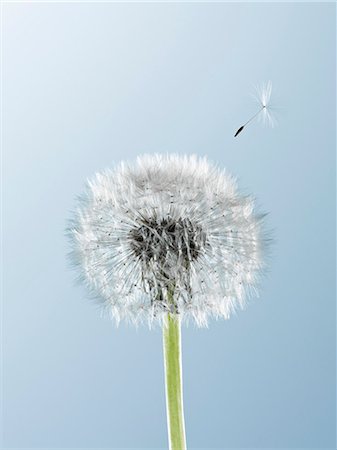 spread - Close up of seed blowing from dandelion on blue background Stock Photo - Premium Royalty-Free, Code: 6113-06498440