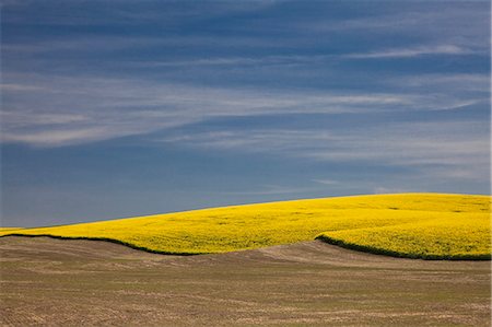 View of yellow hill Stock Photo - Premium Royalty-Free, Code: 6113-06498419