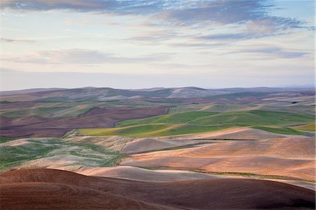 palouse - Aerial view of rolling landscape Photographie de stock - Premium Libres de Droits, Code: 6113-06498426