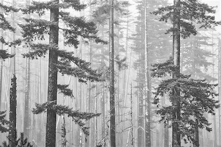 snow frame - Snow covered trees Photographie de stock - Premium Libres de Droits, Code: 6113-06498431