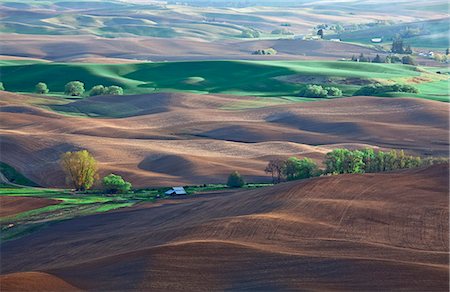 palouse - View of rolling landscape Photographie de stock - Premium Libres de Droits, Code: 6113-06498434