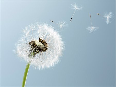 Close up of seeds blowing from dandelion on blue background Foto de stock - Sin royalties Premium, Código: 6113-06498438