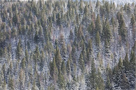 simsearch:633-01572983,k - Aerial view of snowy trees on mountainside Stock Photo - Premium Royalty-Free, Code: 6113-06625548