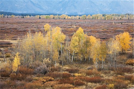 simsearch:6113-06625532,k - Autumn trees in rural landscape Foto de stock - Sin royalties Premium, Código: 6113-06625517