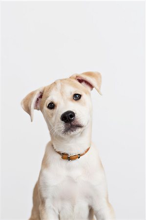 puppy and dog - Close up of dog's curious face Stock Photo - Premium Royalty-Free, Code: 6113-06626240