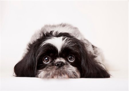 Close up of dog's sad face Photographie de stock - Premium Libres de Droits, Code: 6113-06626241