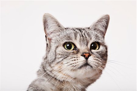 Close up of cat's face Stock Photo - Premium Royalty-Free, Code: 6113-06626242