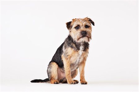 Dog sitting on floor Photographie de stock - Premium Libres de Droits, Code: 6113-06626249