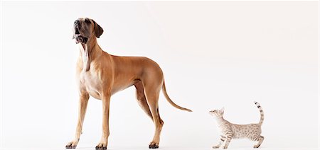 Cat sneaking up on howling dog Foto de stock - Sin royalties Premium, Código: 6113-06626253