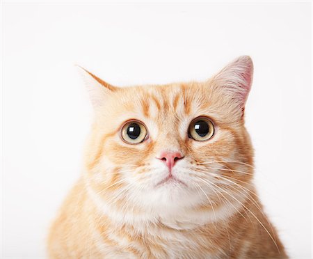 Close up of cat's face Stock Photo - Premium Royalty-Free, Code: 6113-06626250