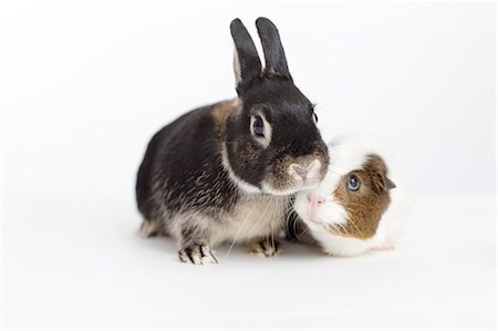 snuggle - Rabbit and guinea pig meeting Stock Photo - Premium Royalty-Free, Code: 6113-06626251