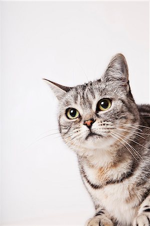 simsearch:6113-06626233,k - Close up of cat's face Photographie de stock - Premium Libres de Droits, Code: 6113-06626257