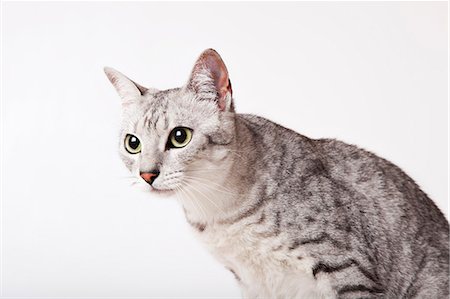 simsearch:6113-06626242,k - Close up of cat's face Stock Photo - Premium Royalty-Free, Code: 6113-06626263