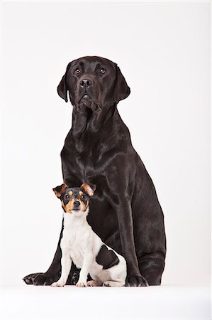 small to big dogs - Large dog and small dog sitting together Stock Photo - Premium Royalty-Free, Code: 6113-06626261