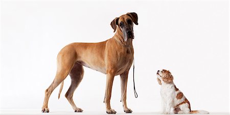 Dog Stand Royalty-Free Images, Stock Photos & Pictures